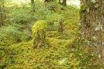 PICTURES/Sol Duc - Ancient Groves/t_Covered Stump.JPG